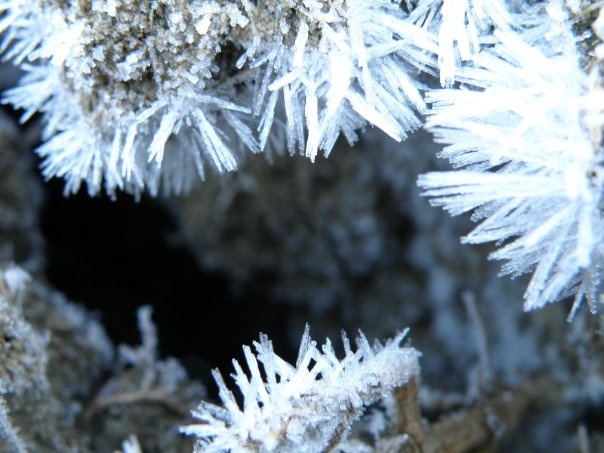 SHELLS IN THE ICE ( CONCHIGLIE NEL GHIACCIO )